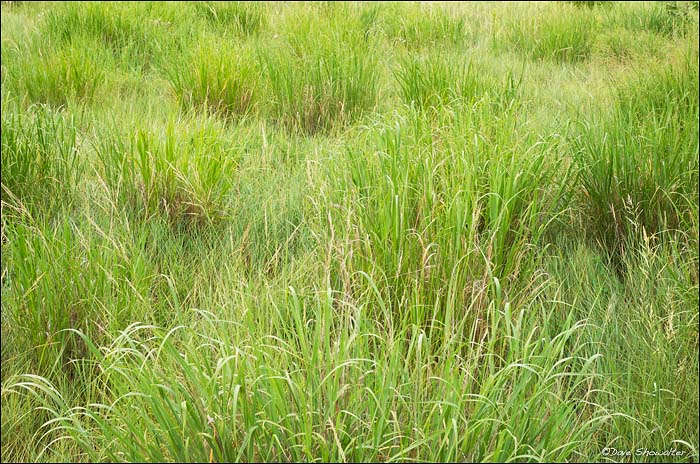 A green color opallette of native big bluestem and yellow Indian grasses in mid-summer.&nbsp;